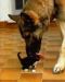Auch tiere haben das recht in w�rde zu leben