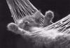 f�r tierfreunde