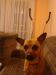Hunde sind was sch�nes