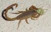 Sternzeichen Skorpion 24.10-22.11