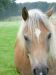 Haflinger ! Ein Haflinger kann alles , ausser Fliegen und Tauchen .....