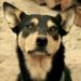 Hunde freunde