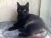 Blacky
